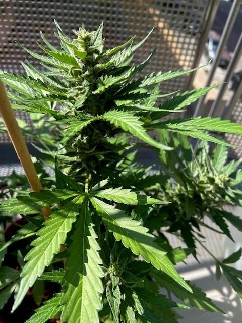 Jack 47 XL Auto. Week 9