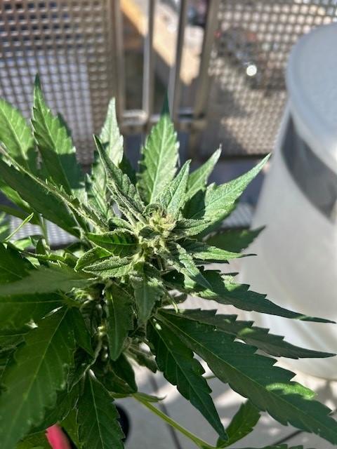Jack 47 XL Auto. Week 9