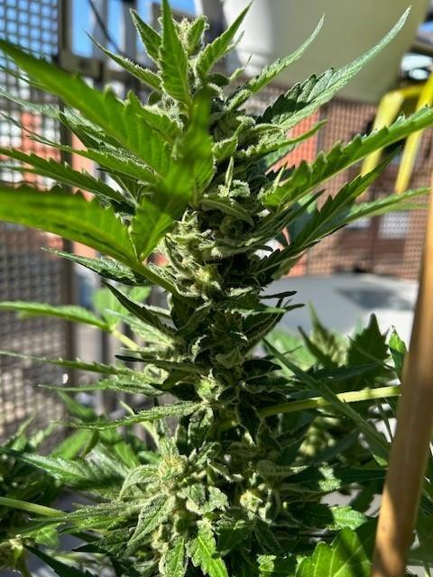 Jack 47 XL Auto. Week 9