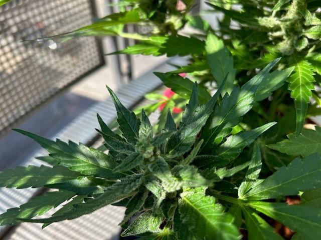 Jack 47 XL Auto. Week 9