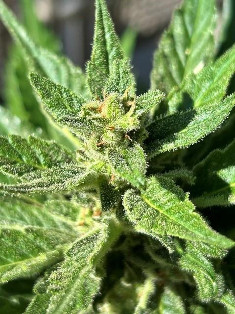 Jack 47 XL Auto. Week 9