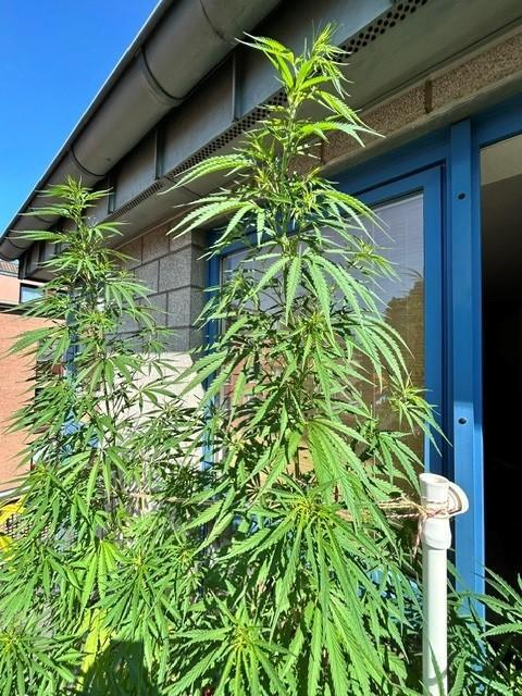 Desert Skunk. Week 10
