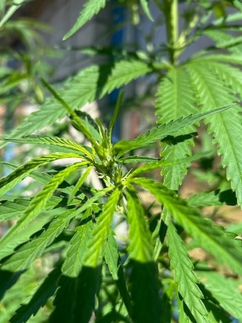 Desert Skunk. Week 10