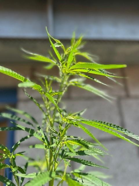 Desert Skunk. Week 10