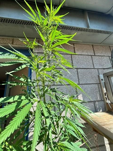 Desert Skunk. Week 10