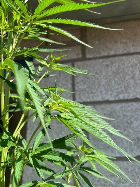 Desert Skunk. Week 10