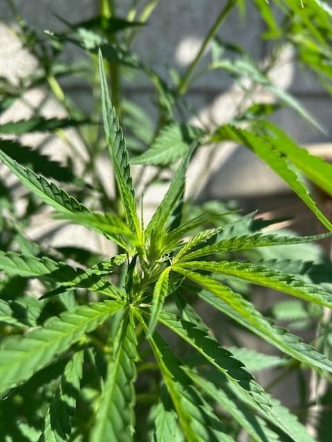 Desert Skunk. Week 10