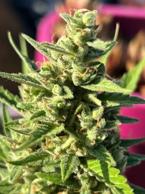 Auto Cocopopo Outdoors. Week 9
