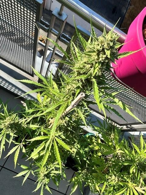 Auto Cocopopo Outdoors. Week 9