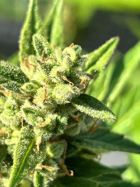 Auto Cocopopo Outdoors. Week 9