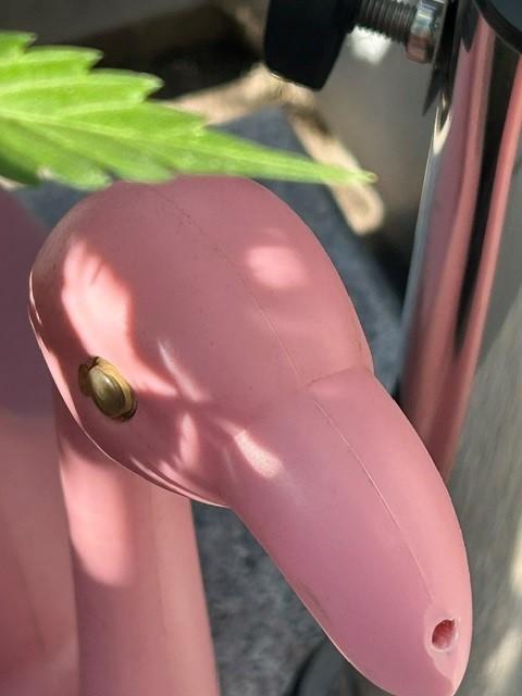 Auto Cocopopo Outdoors. Week 9
