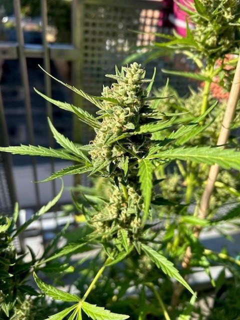 Auto Cocopopo Outdoors. Week 9
