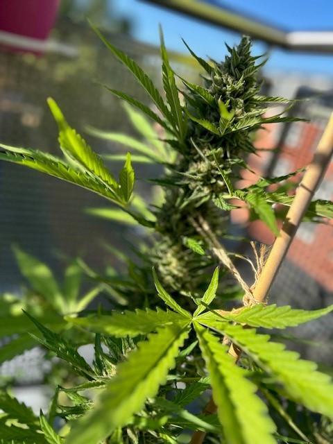 Permanent Jealousy XL Auto. Week 9