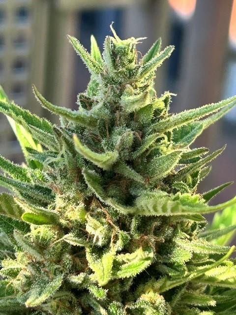 Permanent Jealousy XL Auto. Week 9