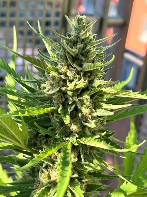Permanent Jealousy XL Auto. Week 9