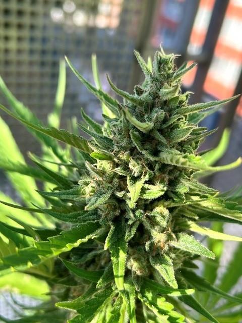 Permanent Jealousy XL Auto. Week 9