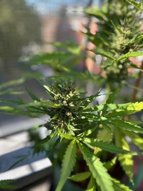 Permanent Jealousy XL Auto. Week 9