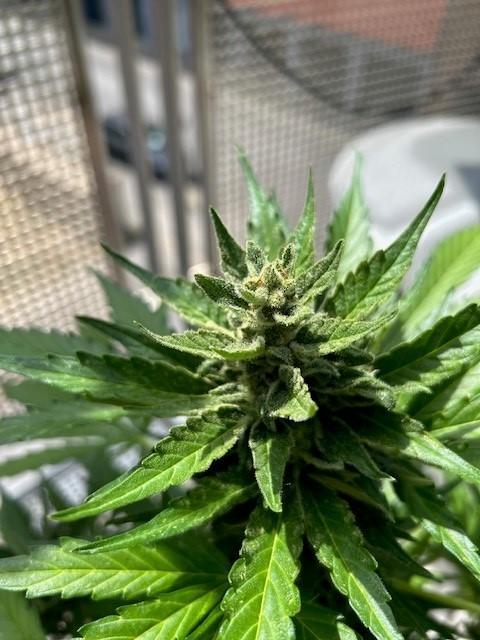 Jack 47 XL Auto. Week 10