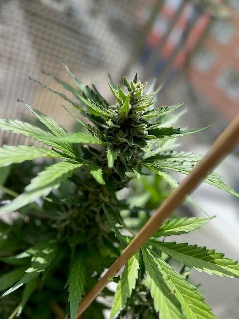 Jack 47 XL Auto. Week 10