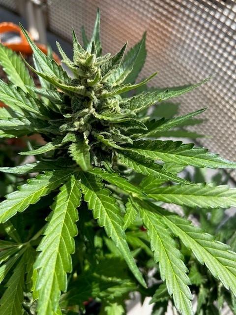 Jack 47 XL Auto. Week 10