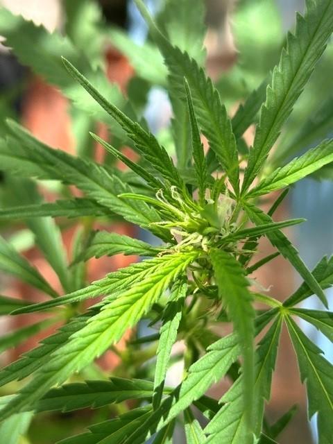 Desert Skunk. Week 11