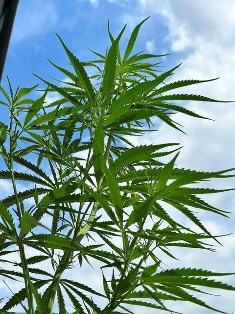 Desert Skunk. Week 11