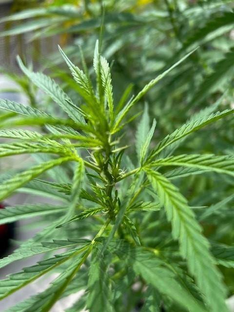Desert Skunk. Week 11