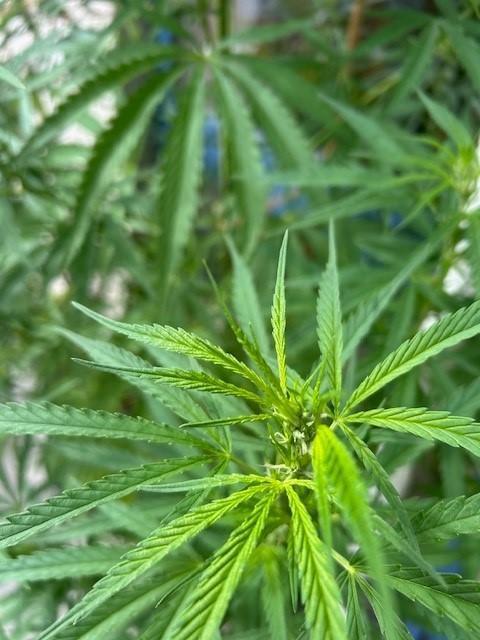 Desert Skunk. Week 11