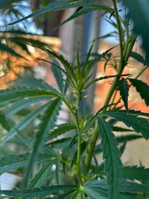 Desert Skunk. Week 12
