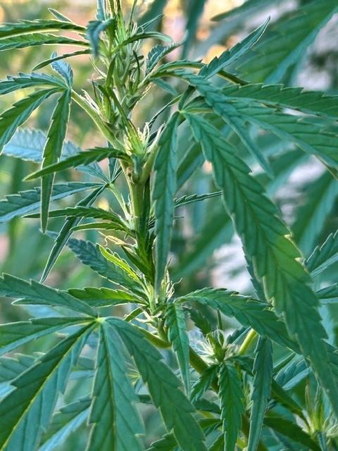 Desert Skunk. Week 12