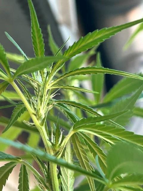 Desert Skunk. Week 12