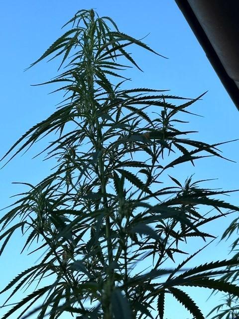 Desert Skunk. Week 12