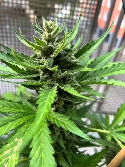 Jack 47 XL Auto. Week 11