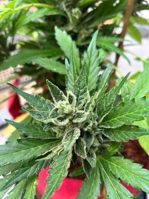Jack 47 XL Auto. Week 11