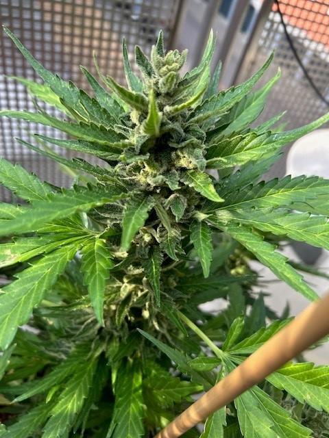 Jack 47 XL Auto. Week 11