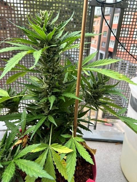 Jack 47 XL Auto. Week 11