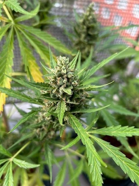 Auto Cocopopo Outdoors. Week 10