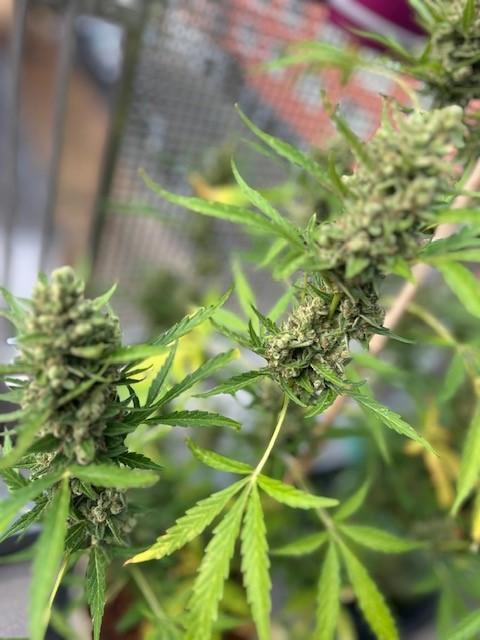 Auto Cocopopo Outdoors. Week 10