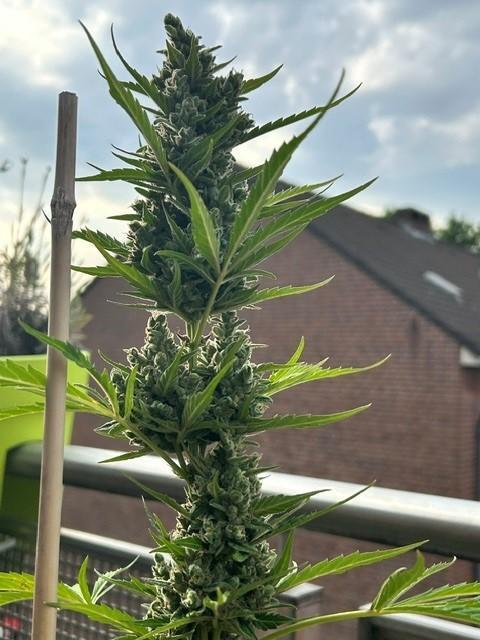 Auto Cocopopo Outdoors. Week 10