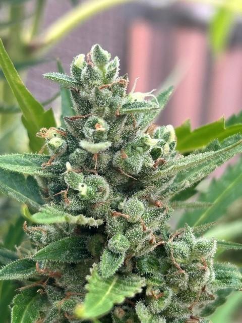 Auto Cocopopo Outdoors. Week 10