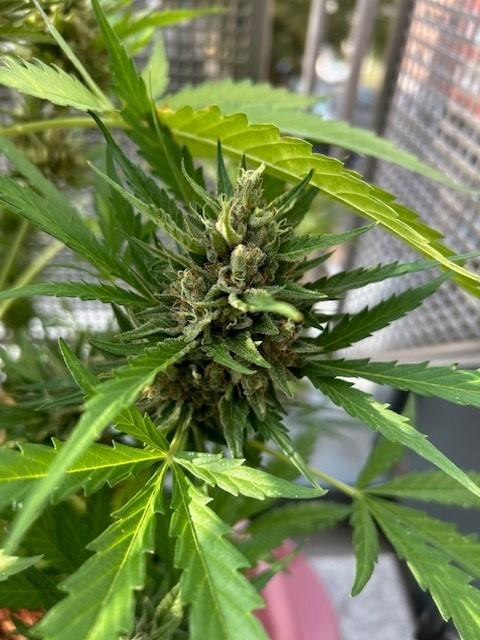 Permanent Jealousy XL Auto. Week 10