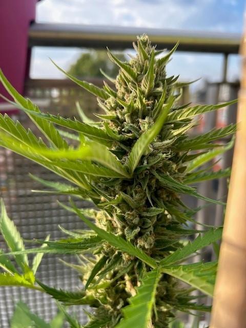 Permanent Jealousy XL Auto. Week 10