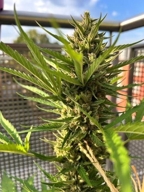 Permanent Jealousy XL Auto. Week 10