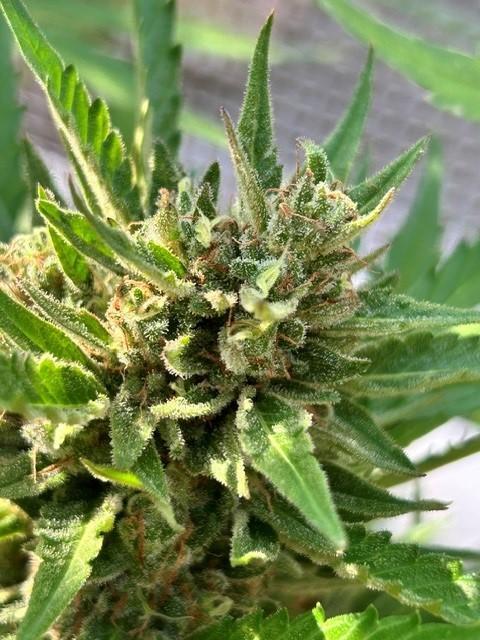 Permanent Jealousy XL Auto. Week 10