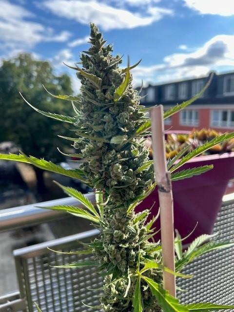 Auto Cocopopo Outdoors. Week 11