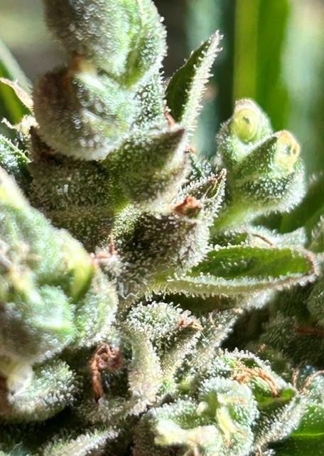 Auto Cocopopo Outdoors. Week 11