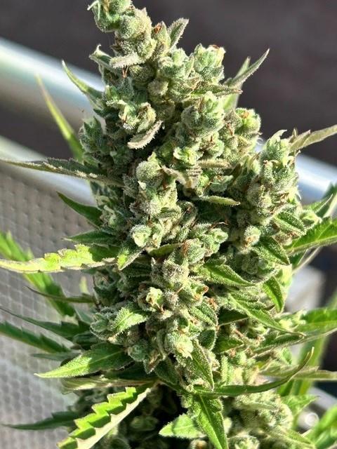 Auto Cocopopo Outdoors. Week 11