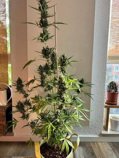 Auto Cocopopo Outdoors. Week 11