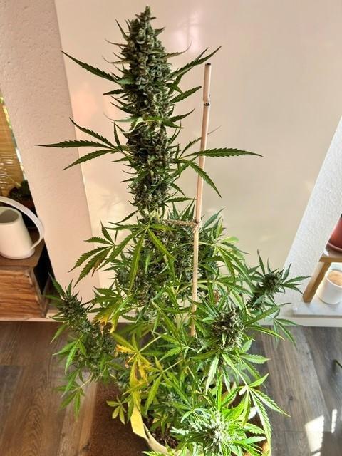 Auto Cocopopo Outdoors. Week 11