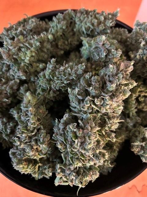 Auto Cocopopo Outdoors. Week 11